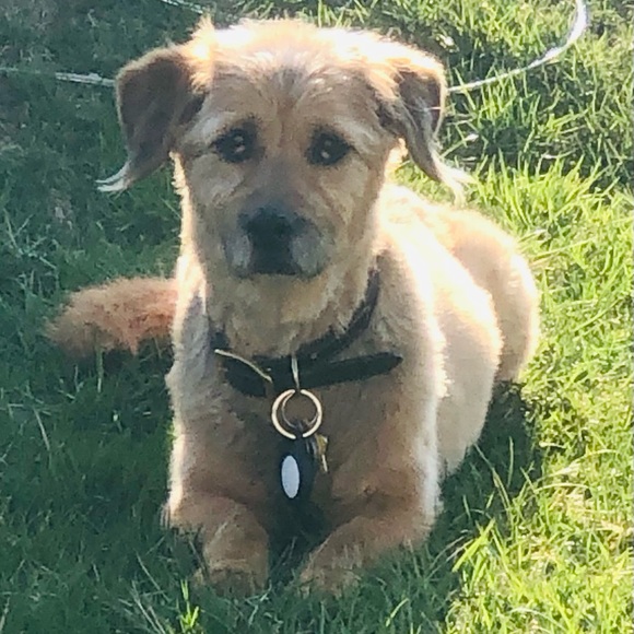 Meet your Posher, Sue - Picture 1 of 1